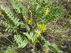 Astragalus tanaiticus