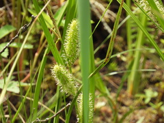 Carex pseudocyperus