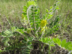 Astragalus tanaiticus