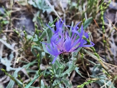 Centaurea cyanus