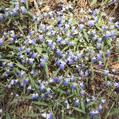 Collinsia torreyi