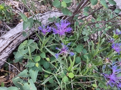 Centaurea cyanus