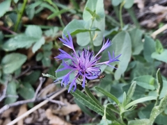 Centaurea cyanus