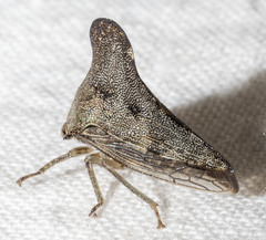 Glossonotus acuminatus