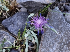 Centaurea cyanus