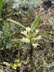 Astragalus glaucus