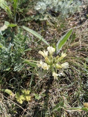 Astragalus glaucus