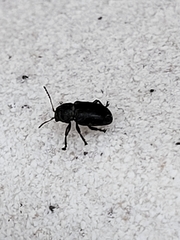 Chrysomelidae