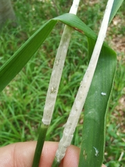 Epichloe festucae