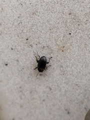 Chrysomelidae