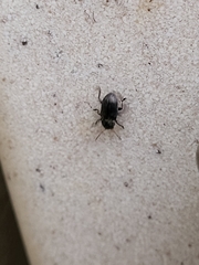 Chrysomelidae