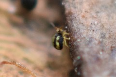 Sminthurinus elegans