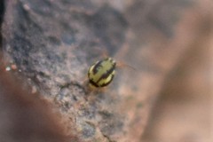 Sminthurinus elegans