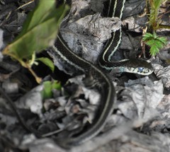 Thamnophis ordinoides