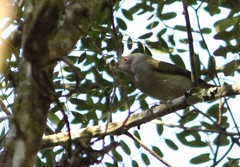 Ilicura militaris