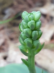 Platanthera orbiculata