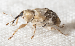 Lignyodes