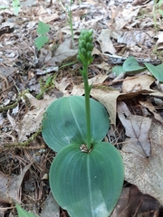 Platanthera orbiculata