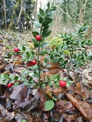 Ruscus aculeatus