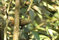 Schiffornis virescens