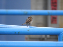 Passer domesticus