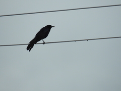 Quiscalus mexicanus