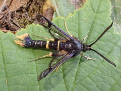 Synanthedon andrenaeformis