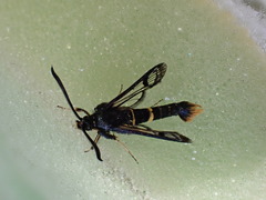 Synanthedon andrenaeformis