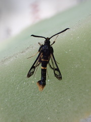 Synanthedon andrenaeformis