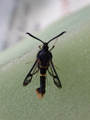 Synanthedon andrenaeformis