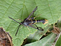 Synanthedon andrenaeformis