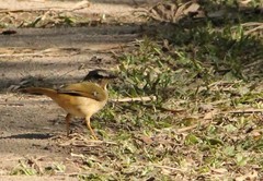 Myiothlypis rivularis