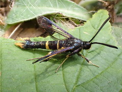 Synanthedon andrenaeformis