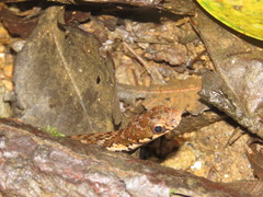 Hebius sarawacensis