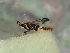 Synanthedon andrenaeformis