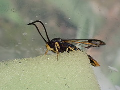 Synanthedon andrenaeformis