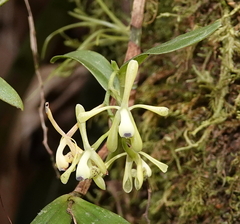 Epidendrum erosum