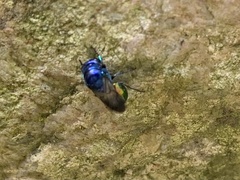 Pseudomalus auratus