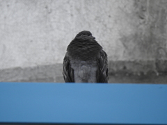 Columba livia
