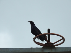 Quiscalus mexicanus