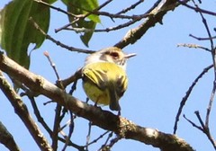 Myiornis auricularis