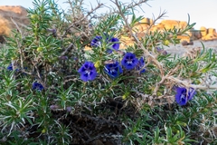 Aptosimum spinescens