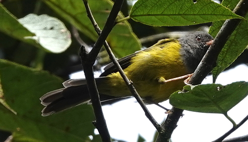 Grey-hooded Bush Tanager (Cnemoscopus rubrirostris), photo 8