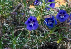 Aptosimum spinescens