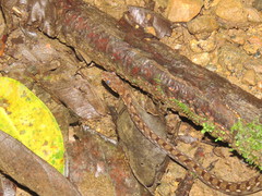 Hebius sarawacensis