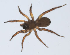 Allocosa absoluta