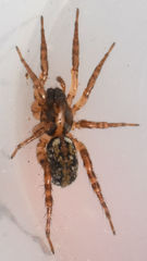 Allocosa absoluta