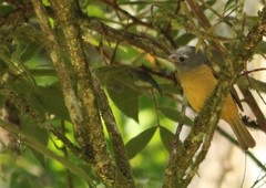 Mionectes rufiventris