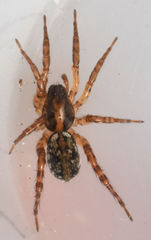 Allocosa absoluta