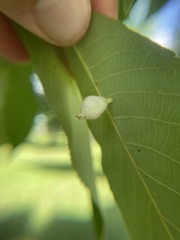 Phylloxera caryaegummosa